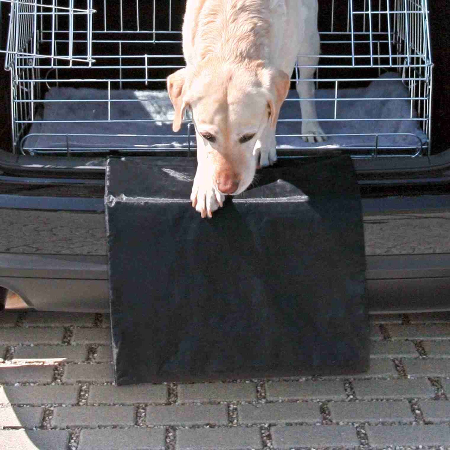 Protector Trasero