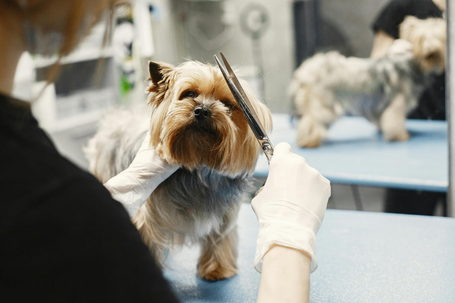 Peluquería canina