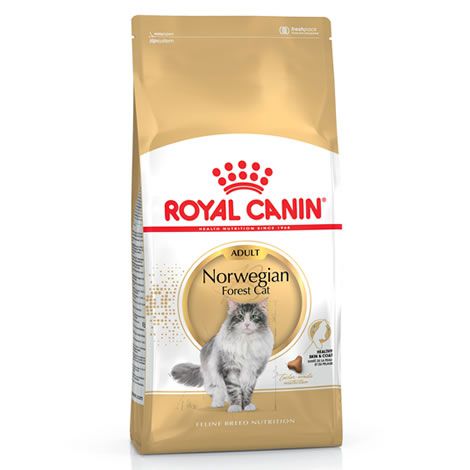 Royal Canin Norwegian Forest Cat